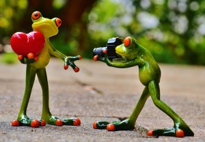 frogs-903159_1920
