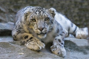 snow-leopard-1006542_1280