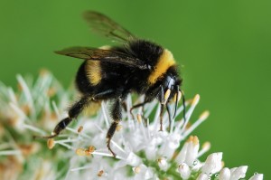 bee-bumblebee-insect-macro 